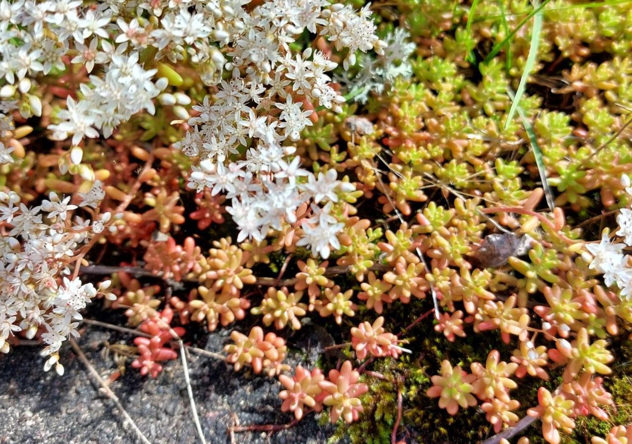 Alingsås Flora Dekor Gaestgardゲストハウス エクステリア 写真